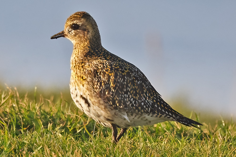 Golden plover